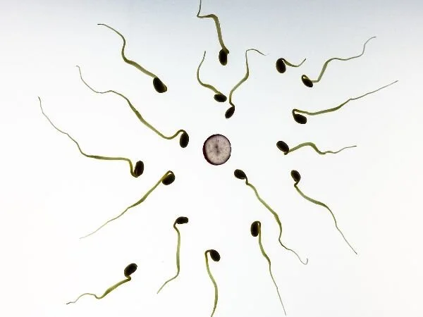 Fertility Mucus: Let’s talk about it!
