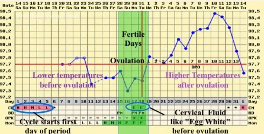Am I ovulating? — Embrace Acupuncture