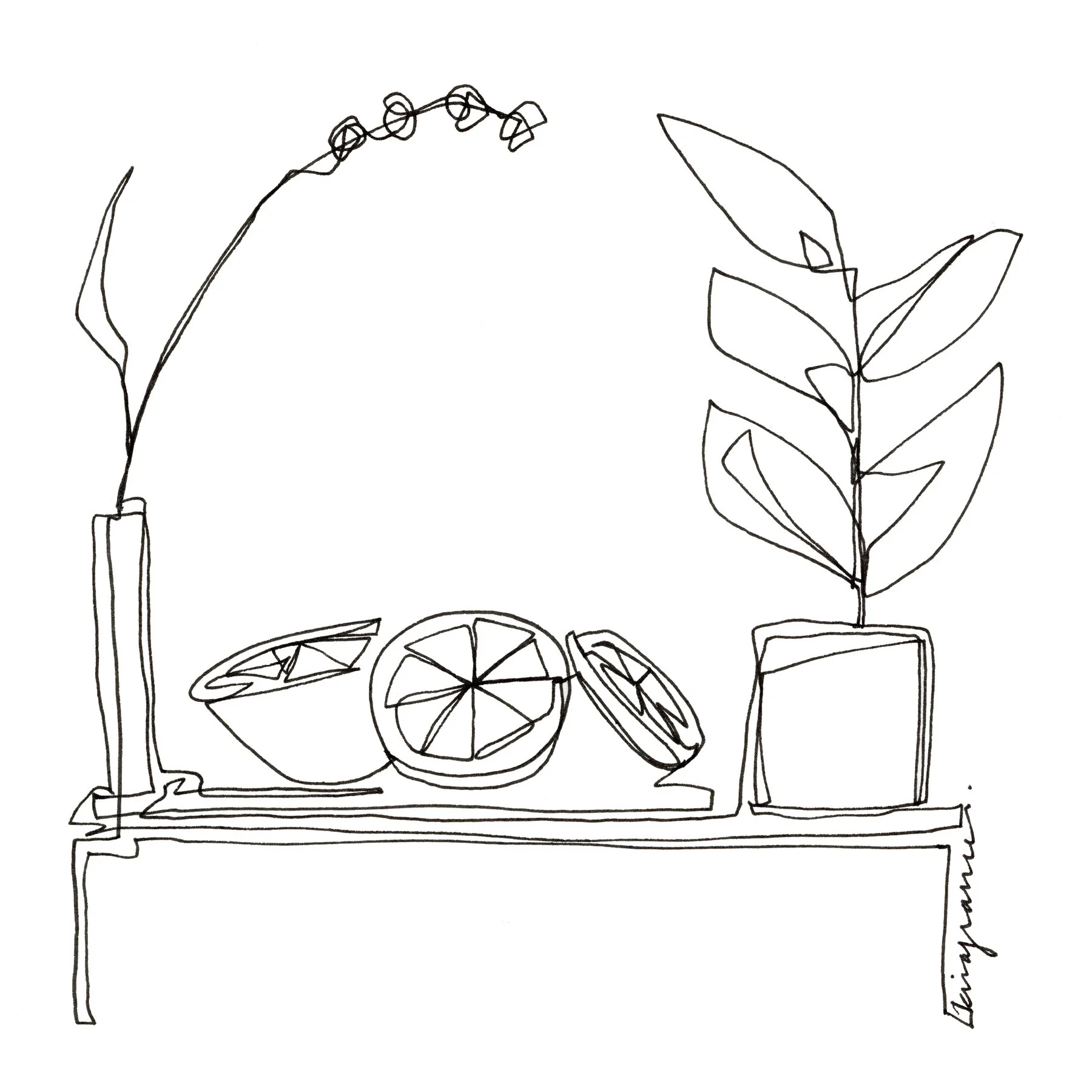 One Line Ink Drawing - plant and citrus one (single).jpg
