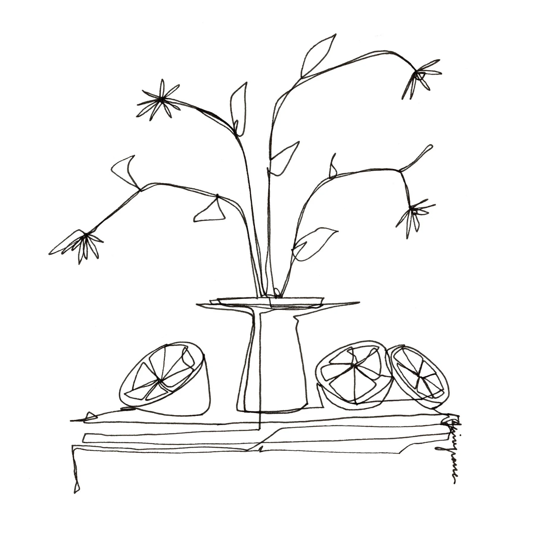 One Line Ink Drawing - plant and citrus two (single).jpg