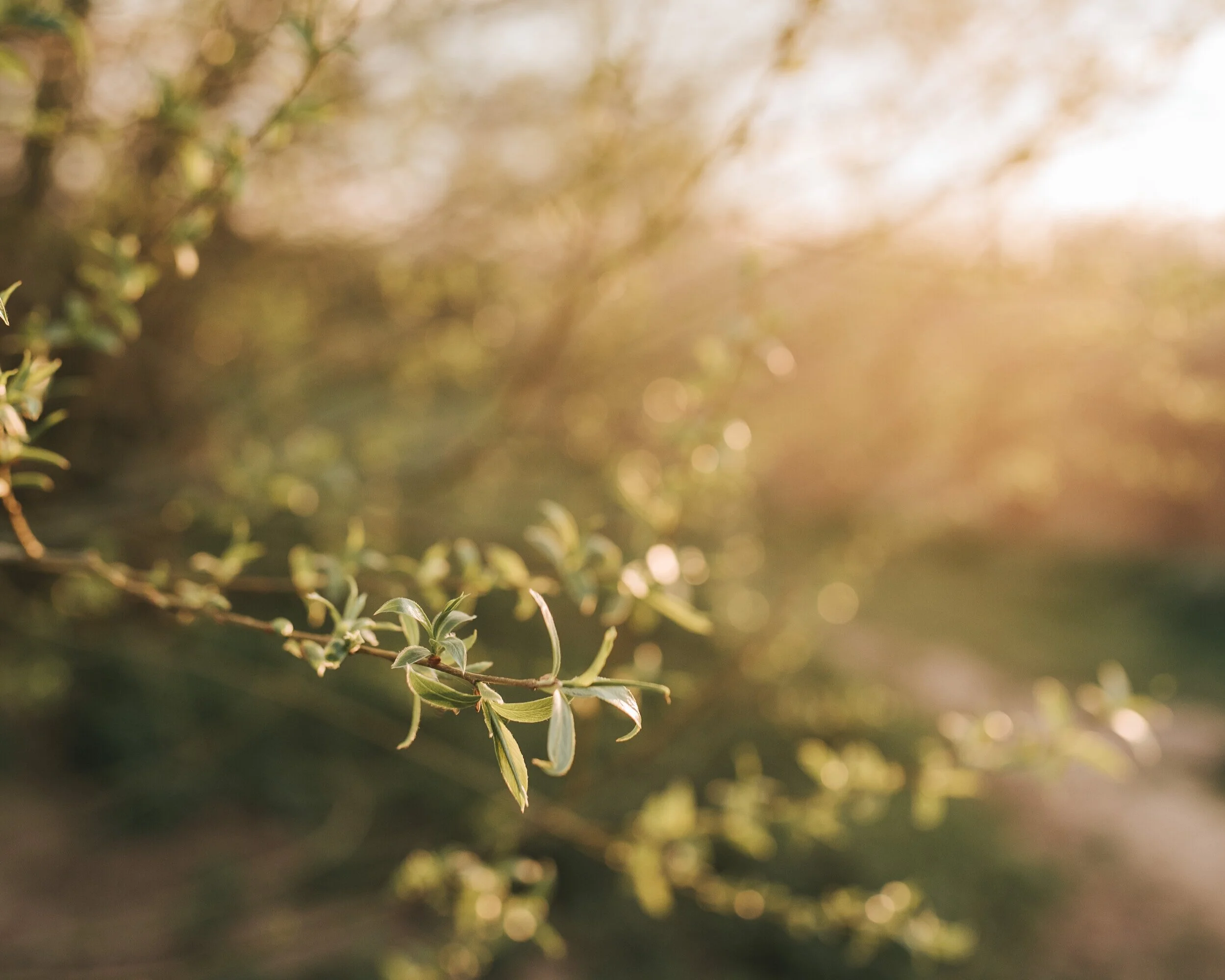Spring-11.jpg