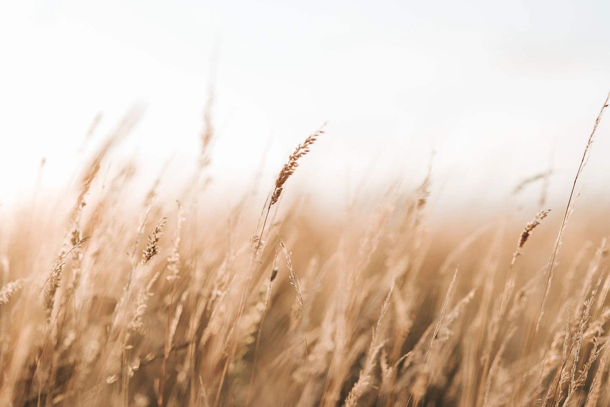 Grasslands-7.jpg