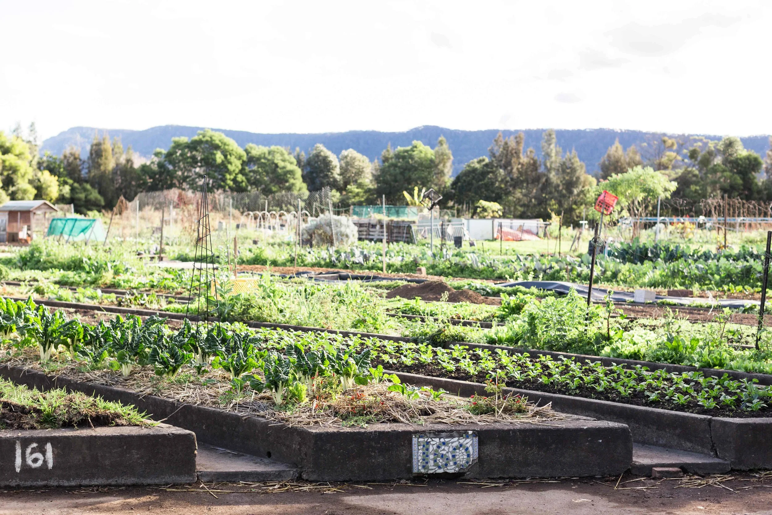 Dapto-Community-Farm.jpg