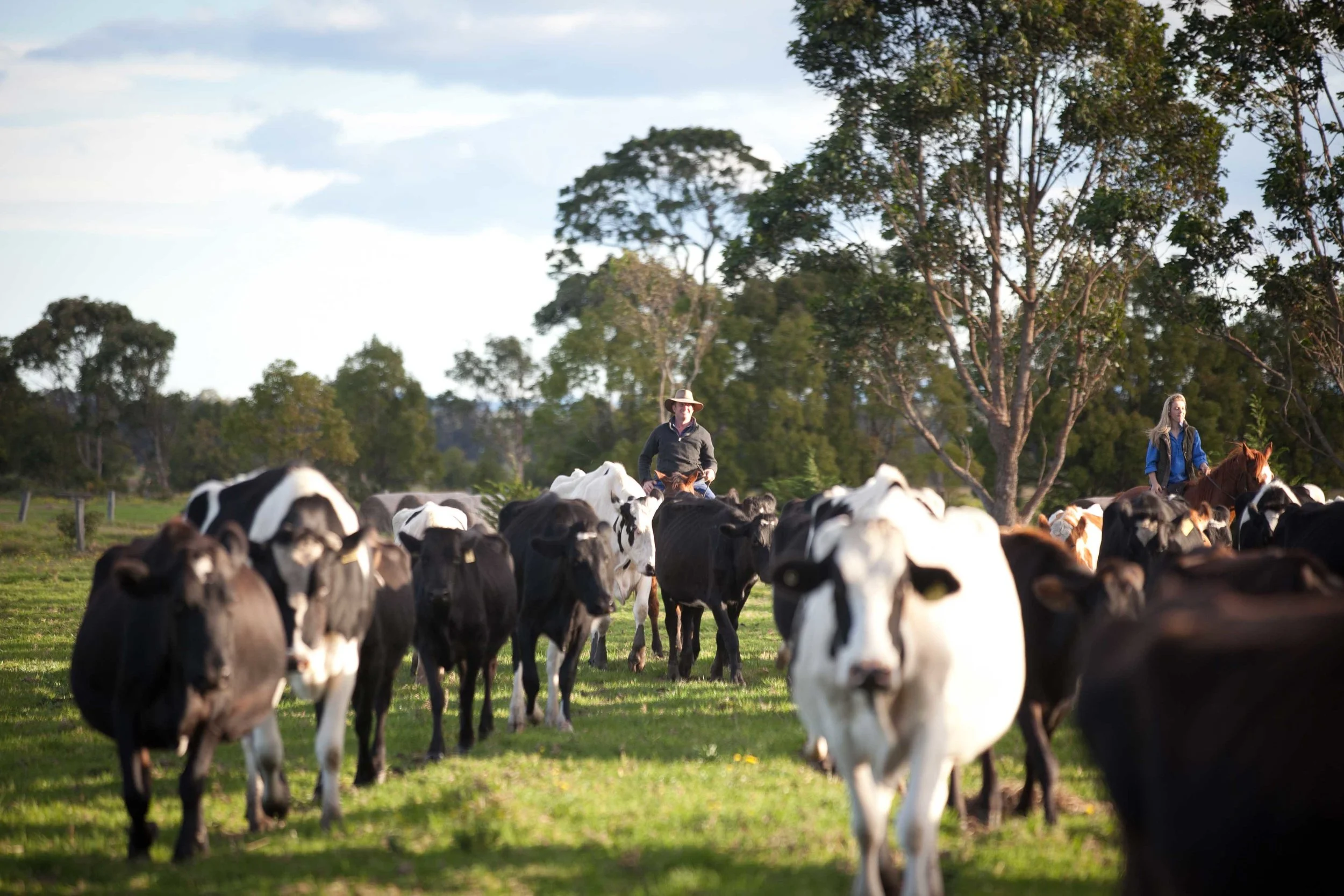 South-Coast-Dairy-3.jpg