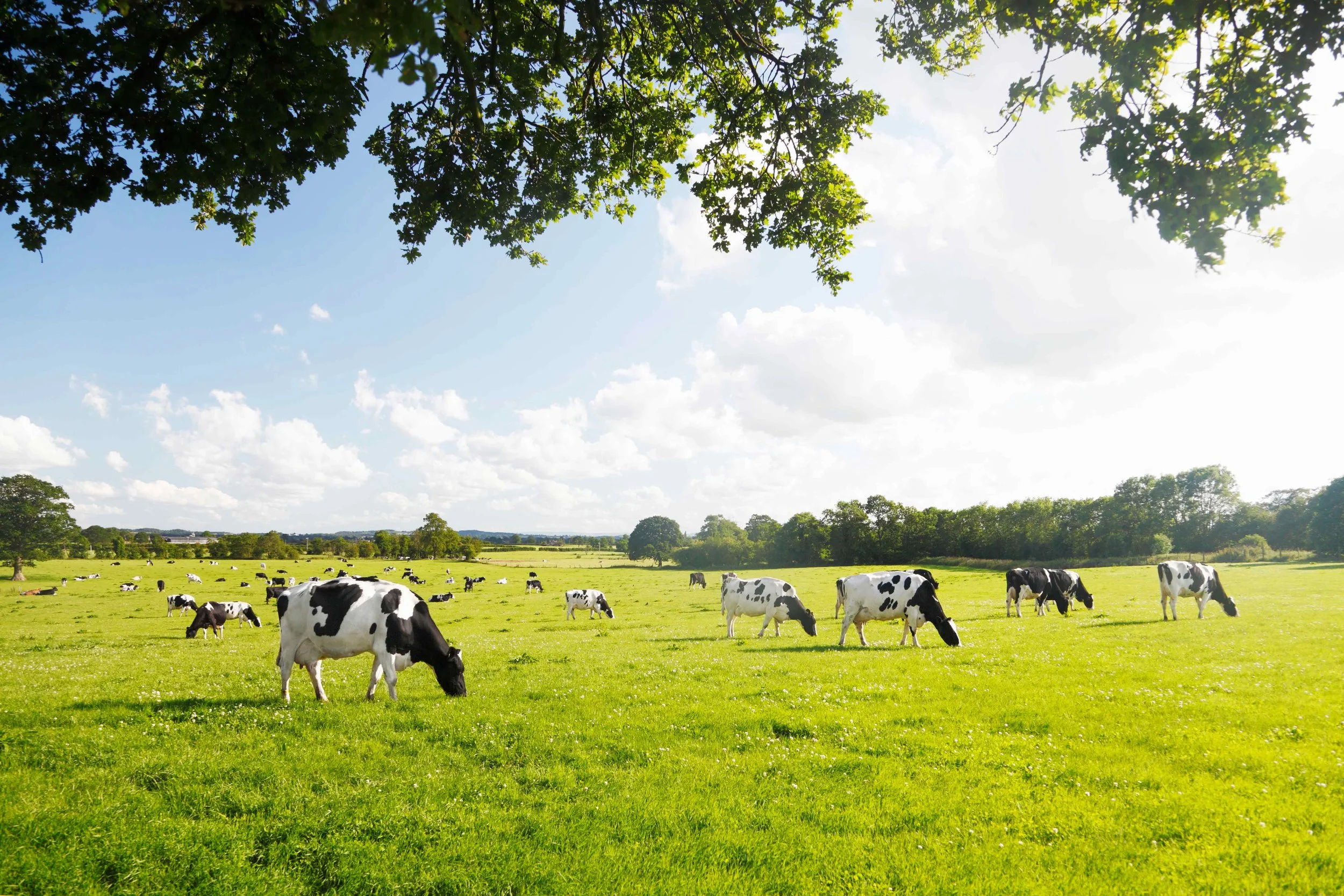 South-Coast-Dairy-2.jpg