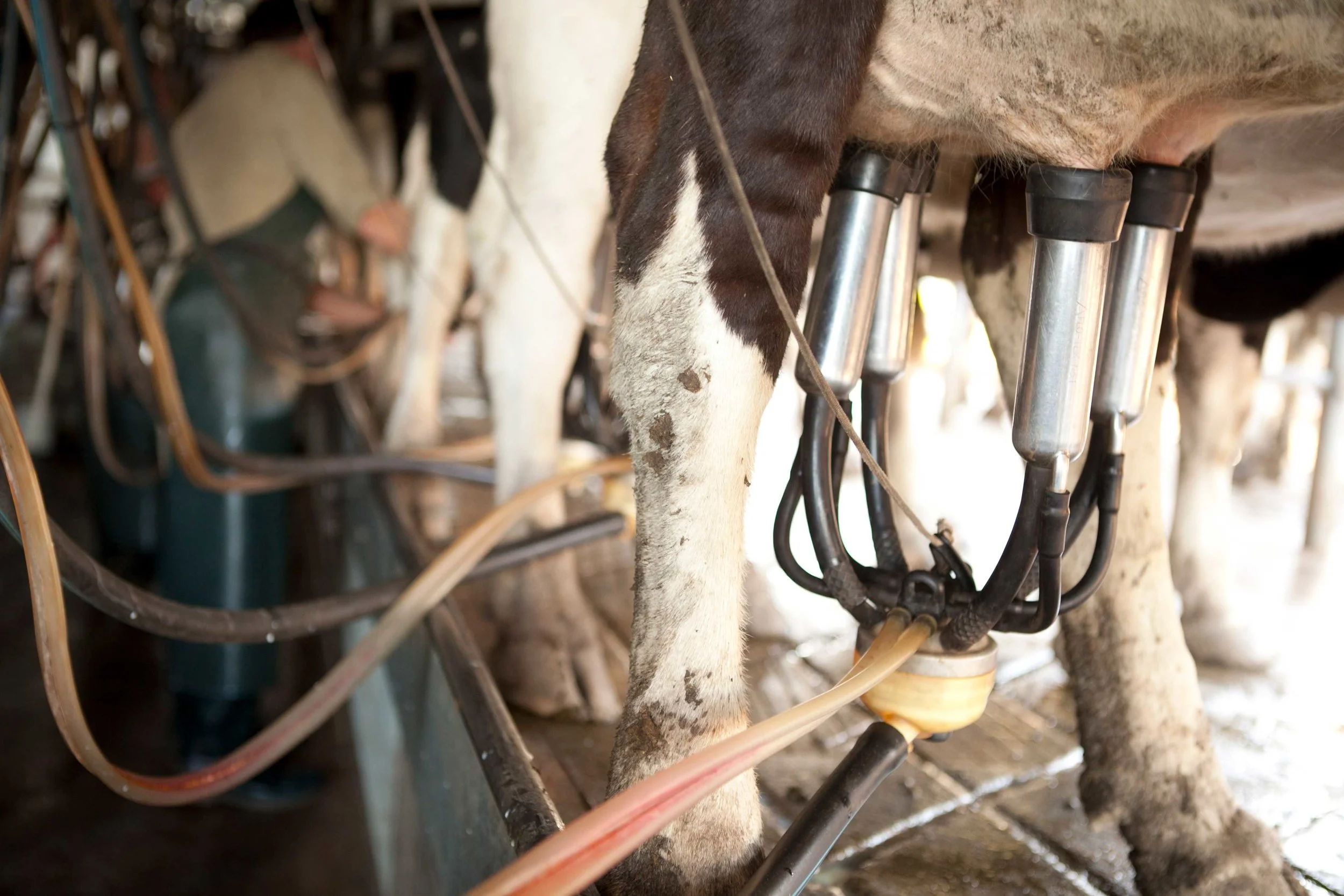 South-Coast-Dairy-5.jpg
