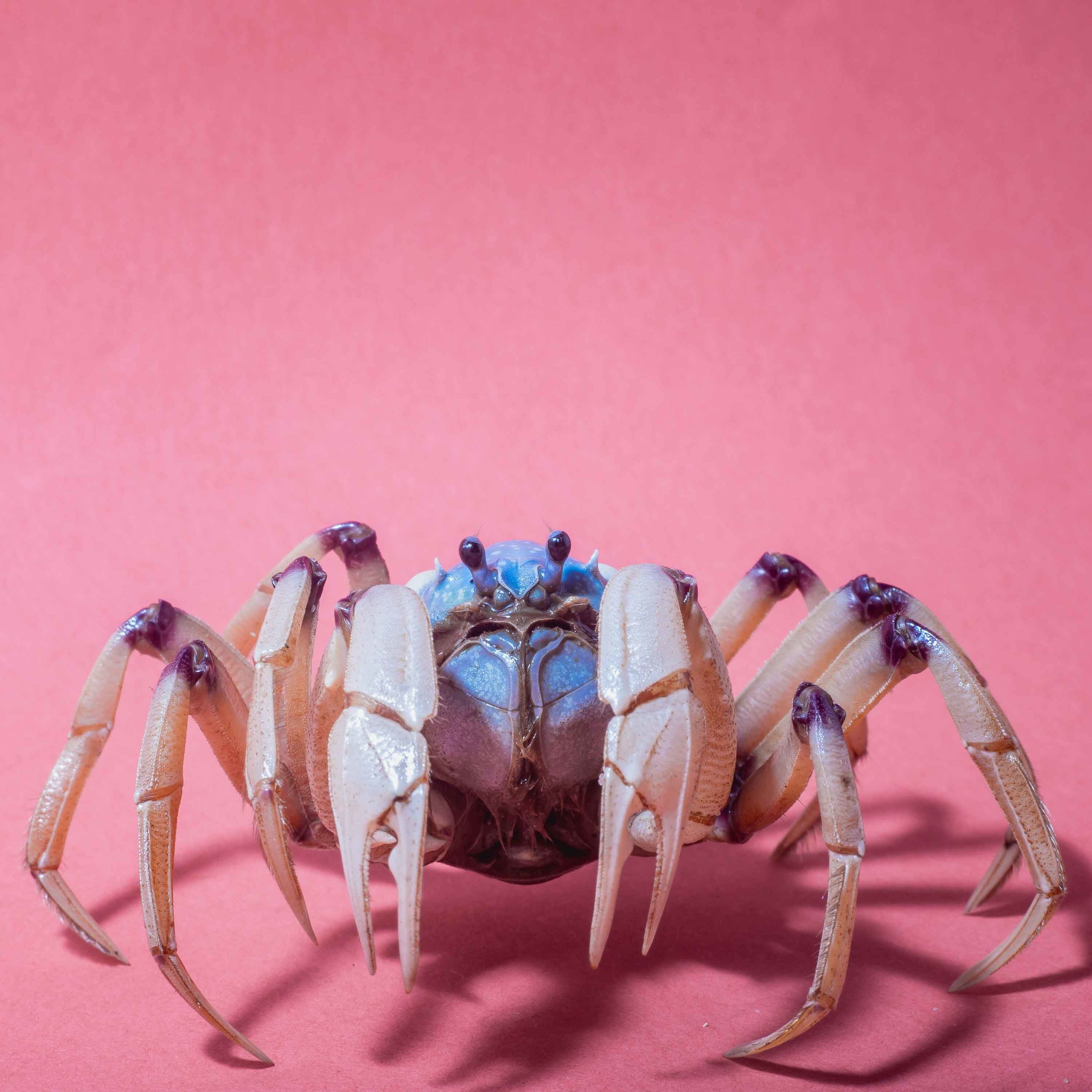 Light-Blue-Soldier-Crab.jpg