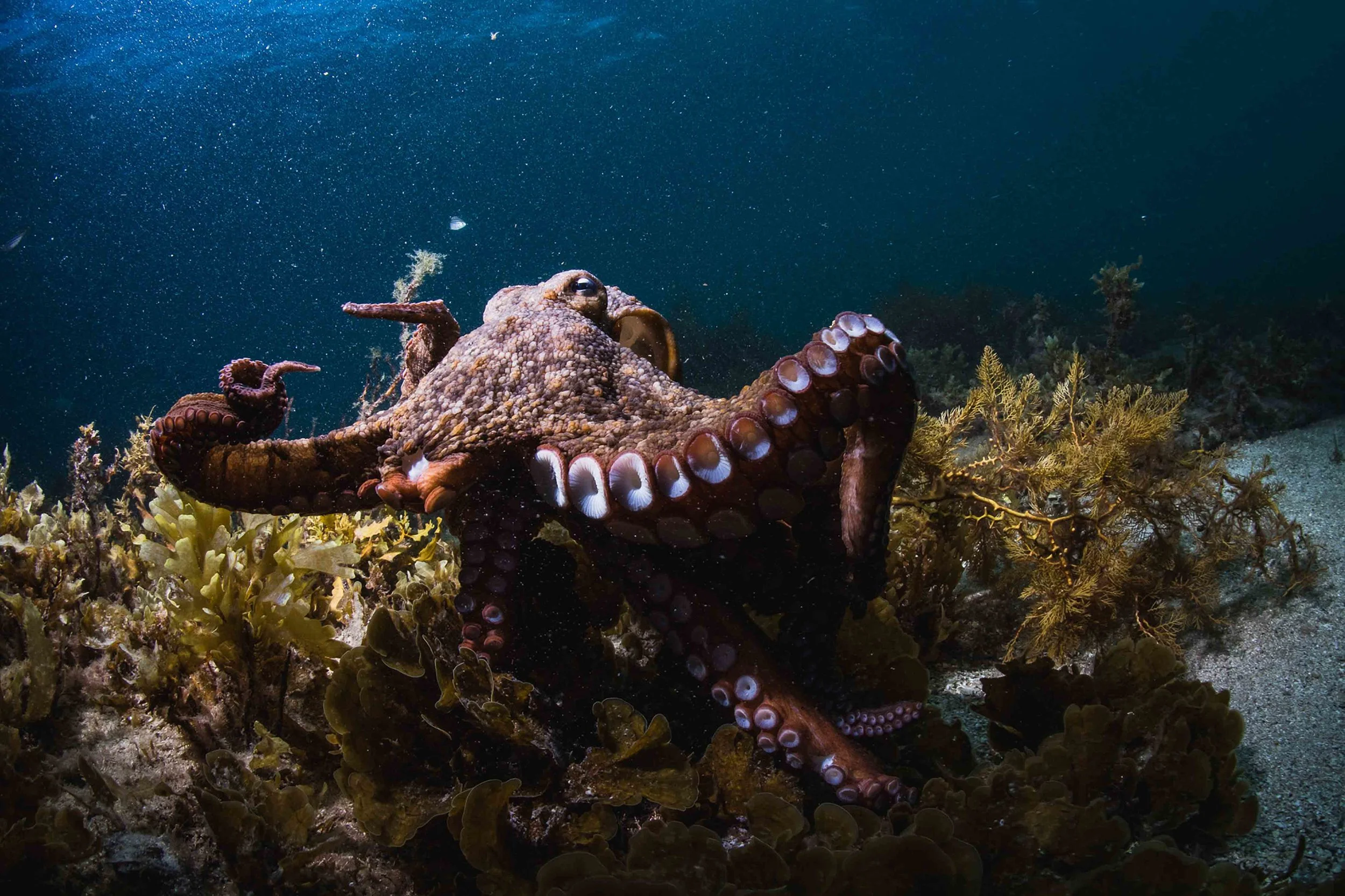 octopus_alex-pike.jpg