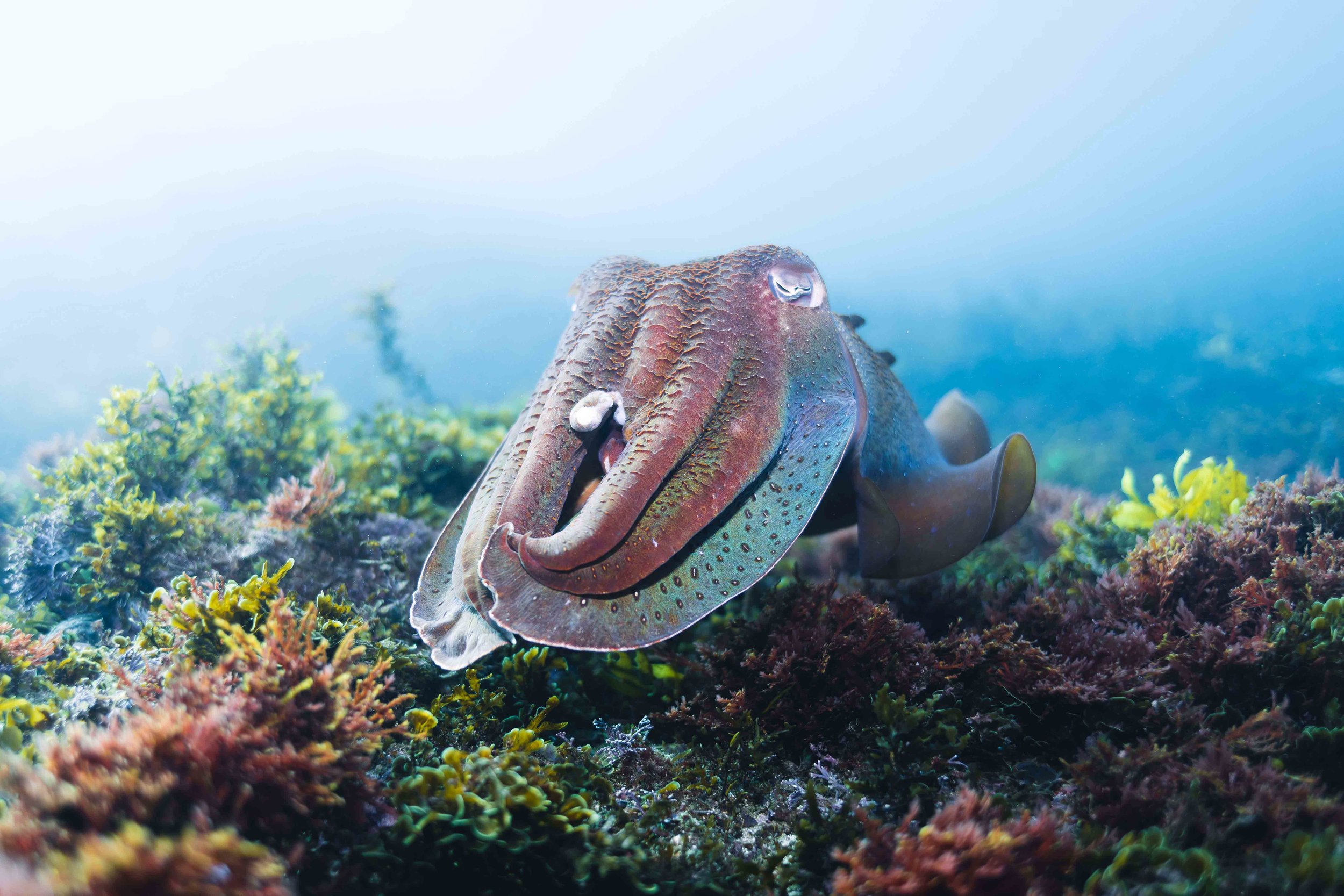 Giant-Cuttlefish.jpg