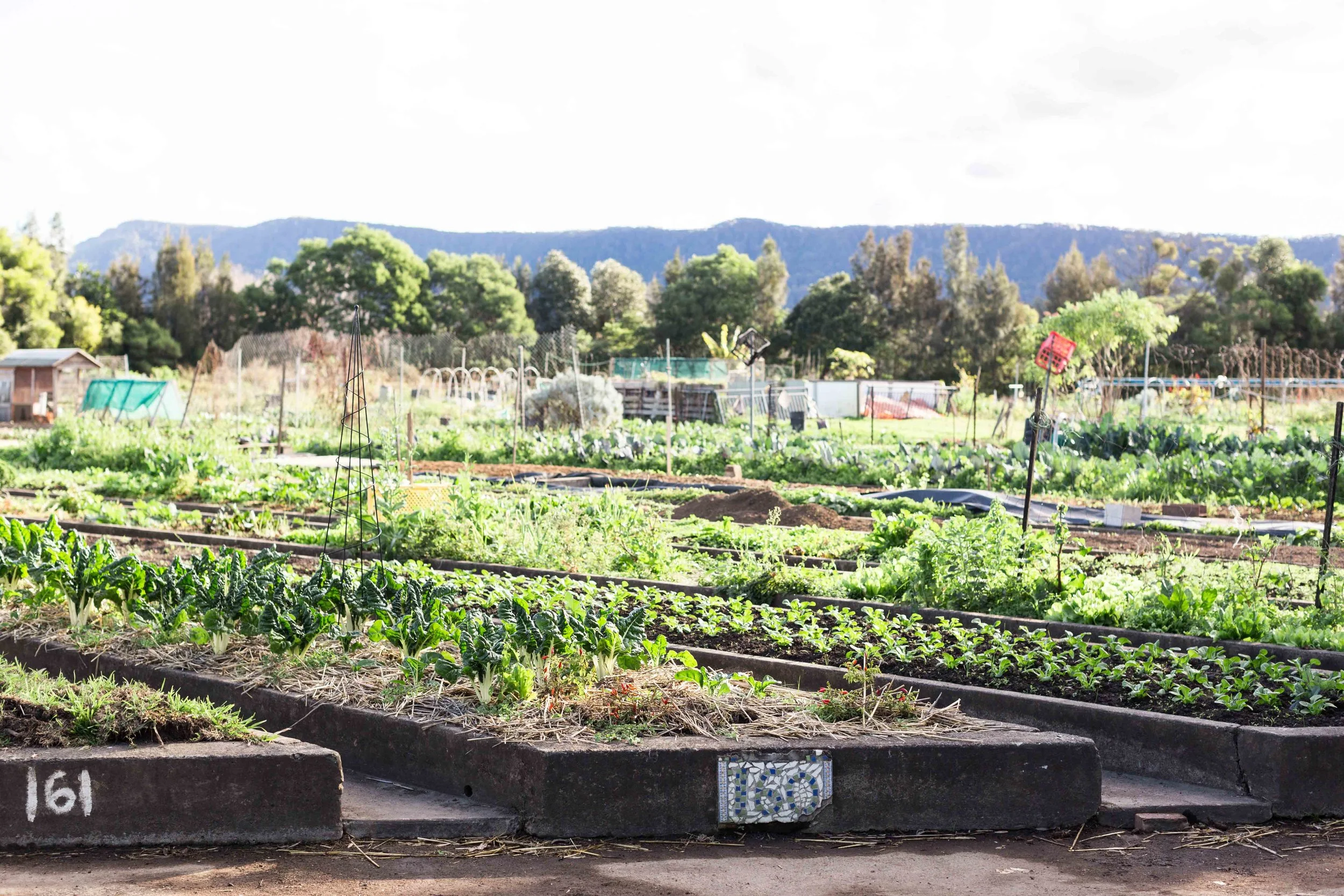 Dapto-Community-Farm.jpg