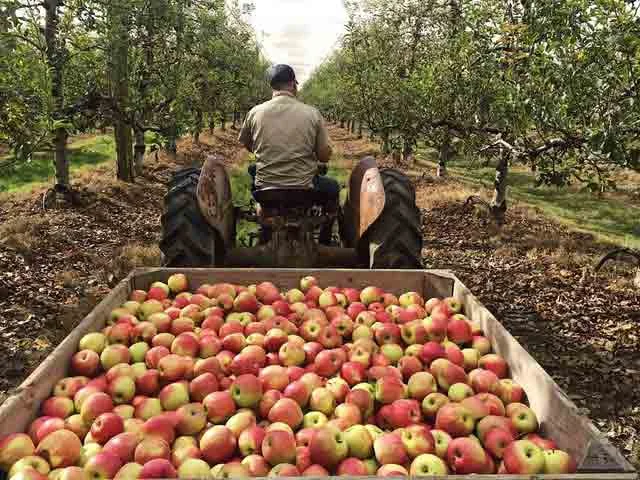 Glenbernie-Orchard.jpg