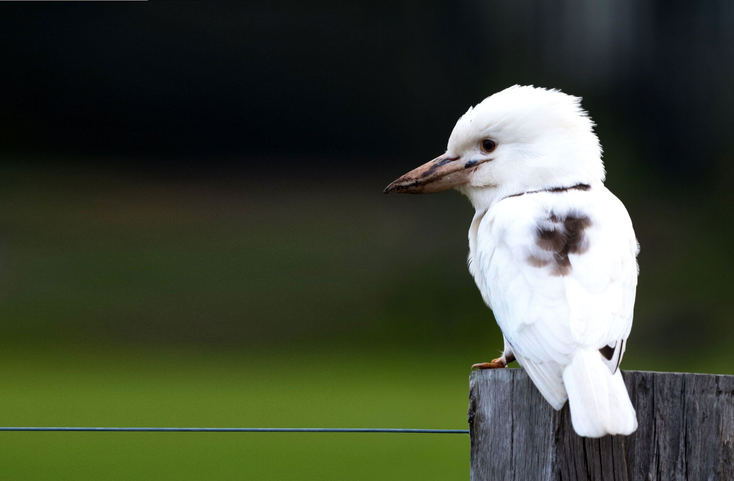 White-Kookaburra.jpg