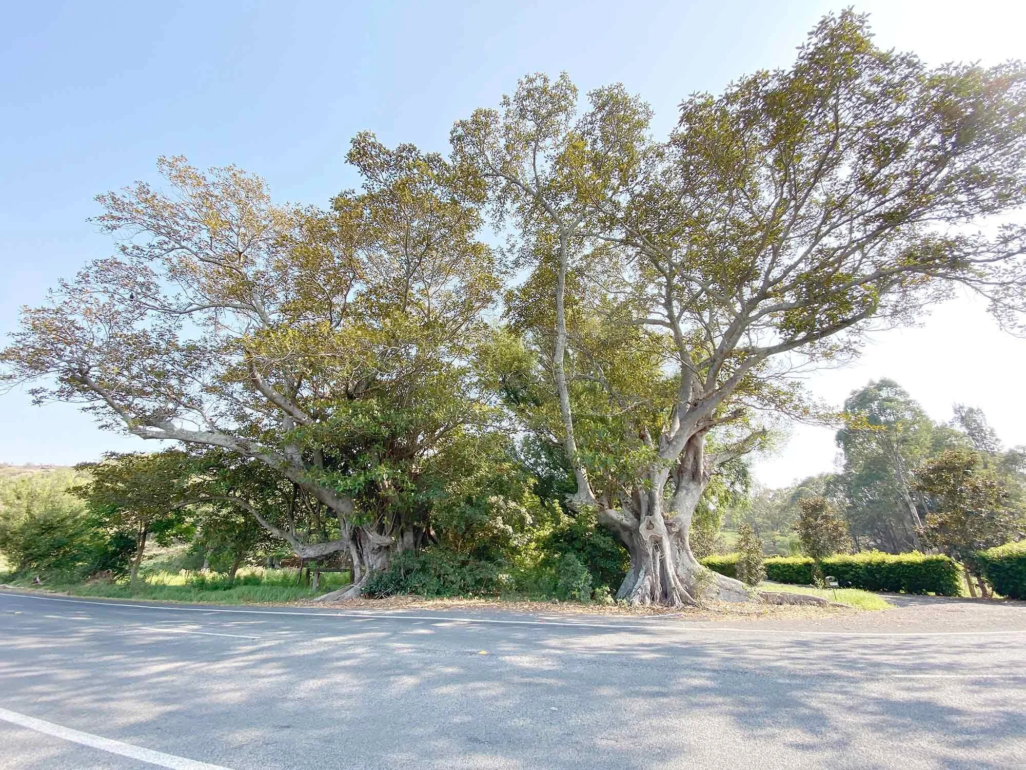 The two fig trees seen on the road which the winery is named
