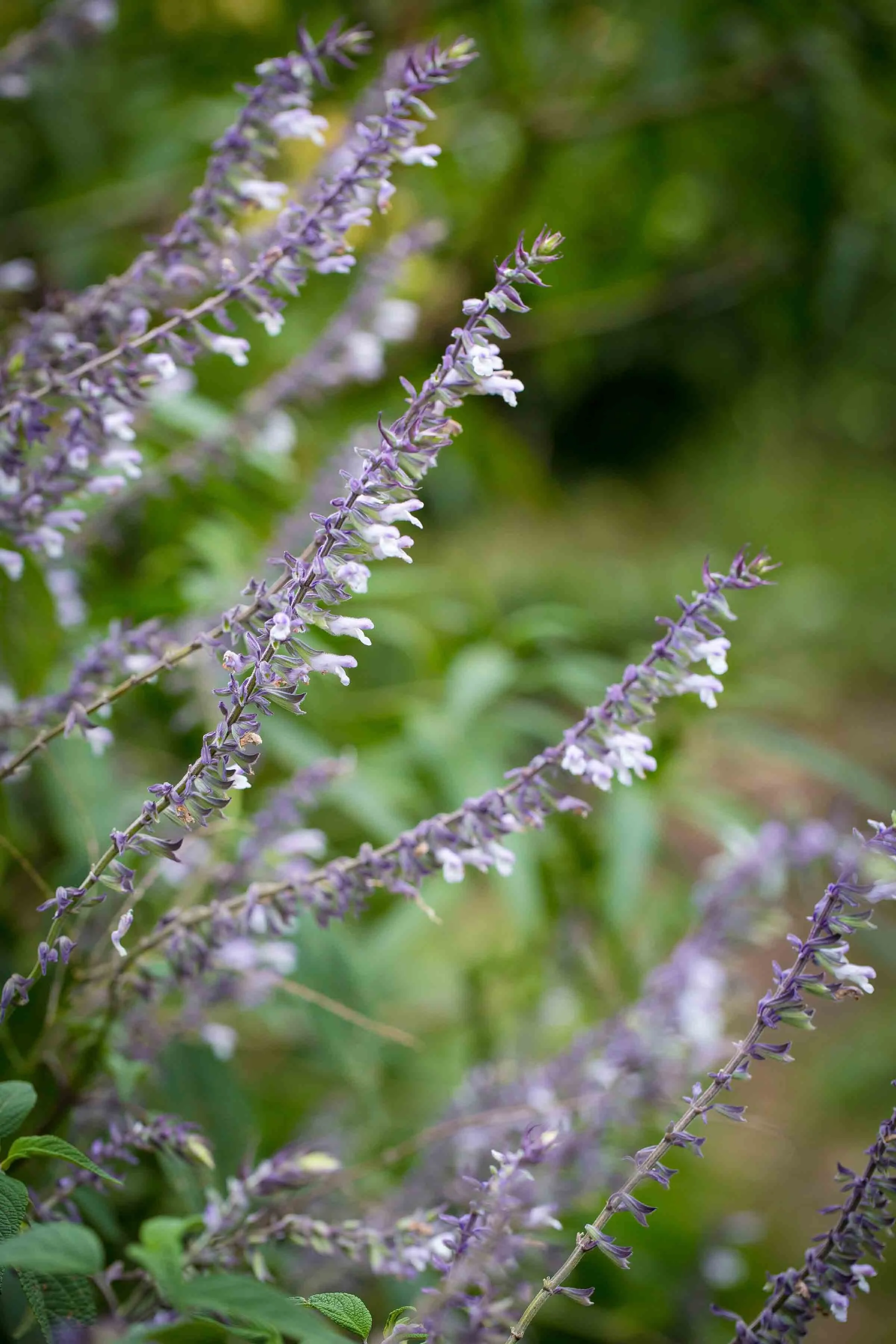 GreenConnect-7-1.jpg