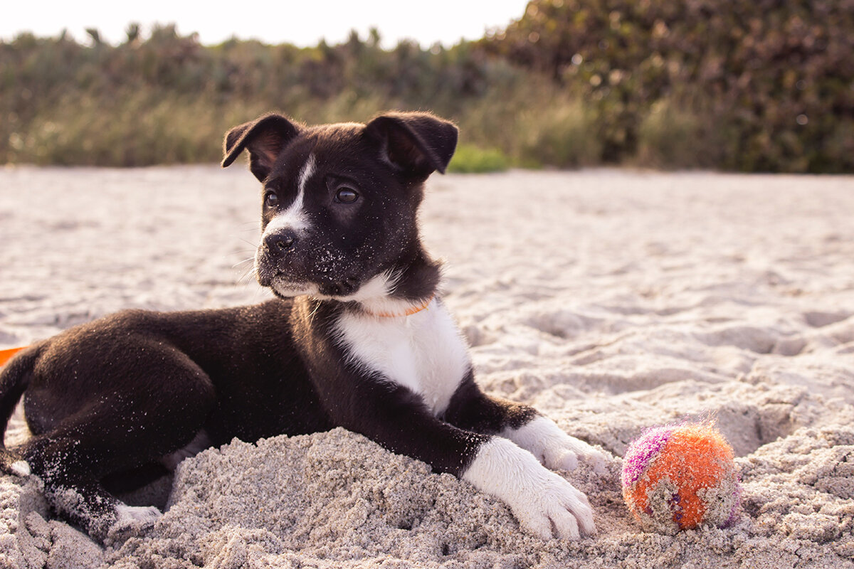Puppy_web.jpg
