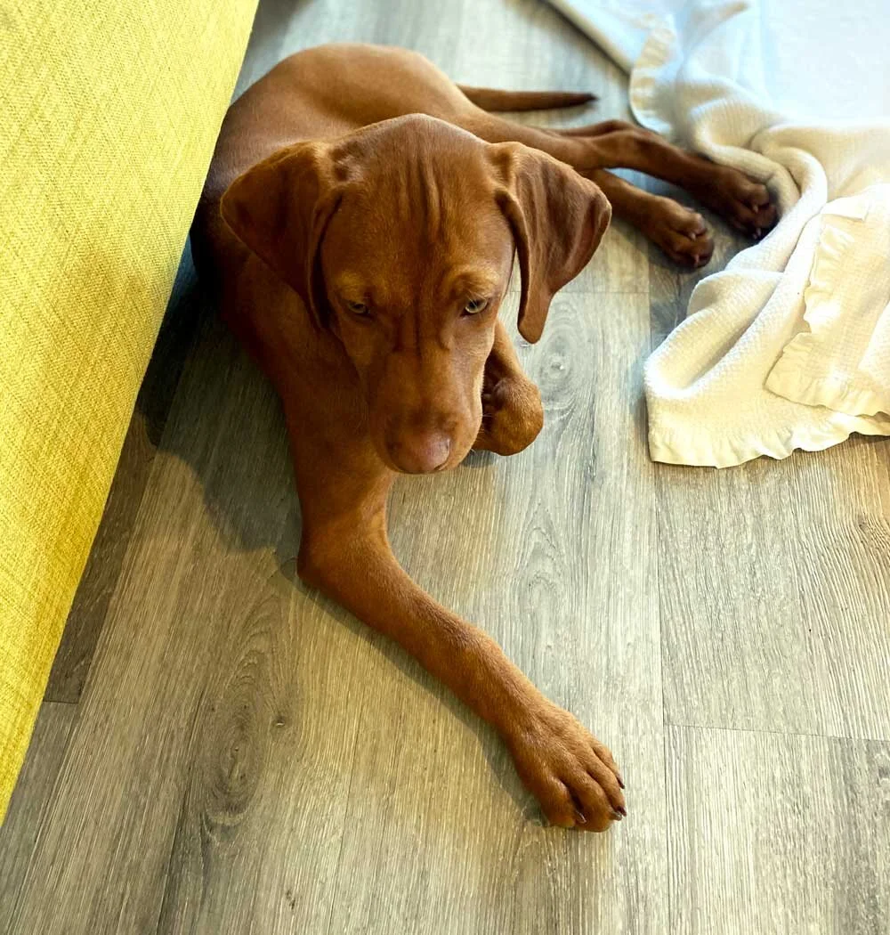 vizsla-girl-girl.jpg