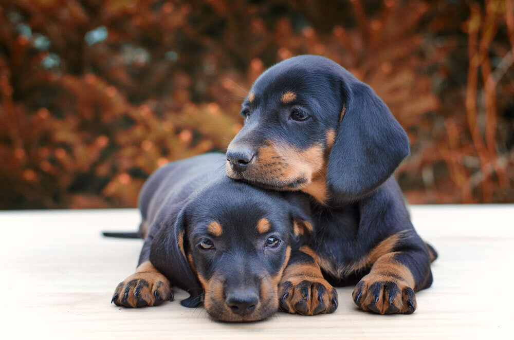dachshund-puppies.jpg