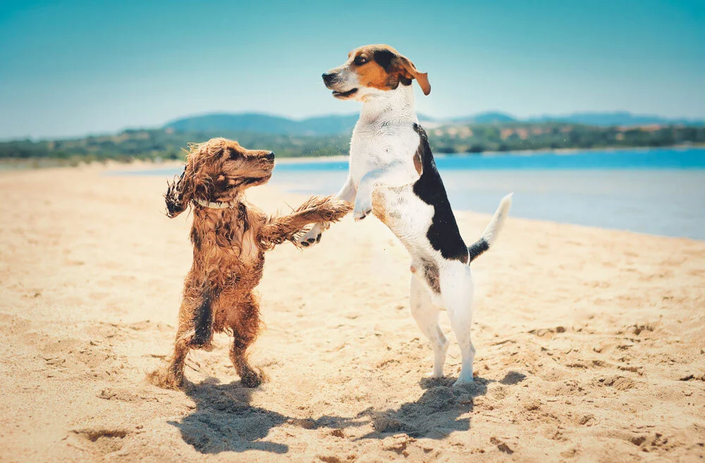 two-dogs-standing-upright-dancing-together-beach.jpg