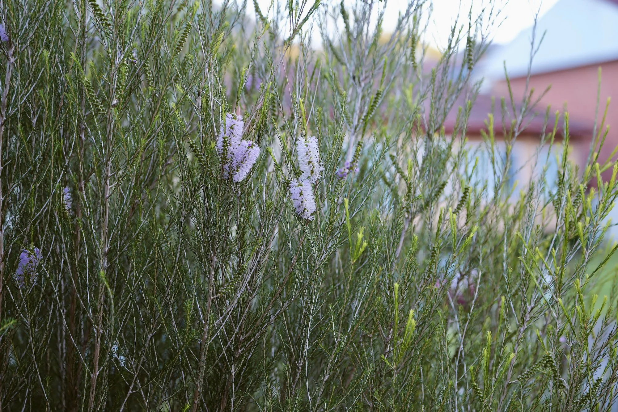Melaleuca armillaris Pink.jpeg