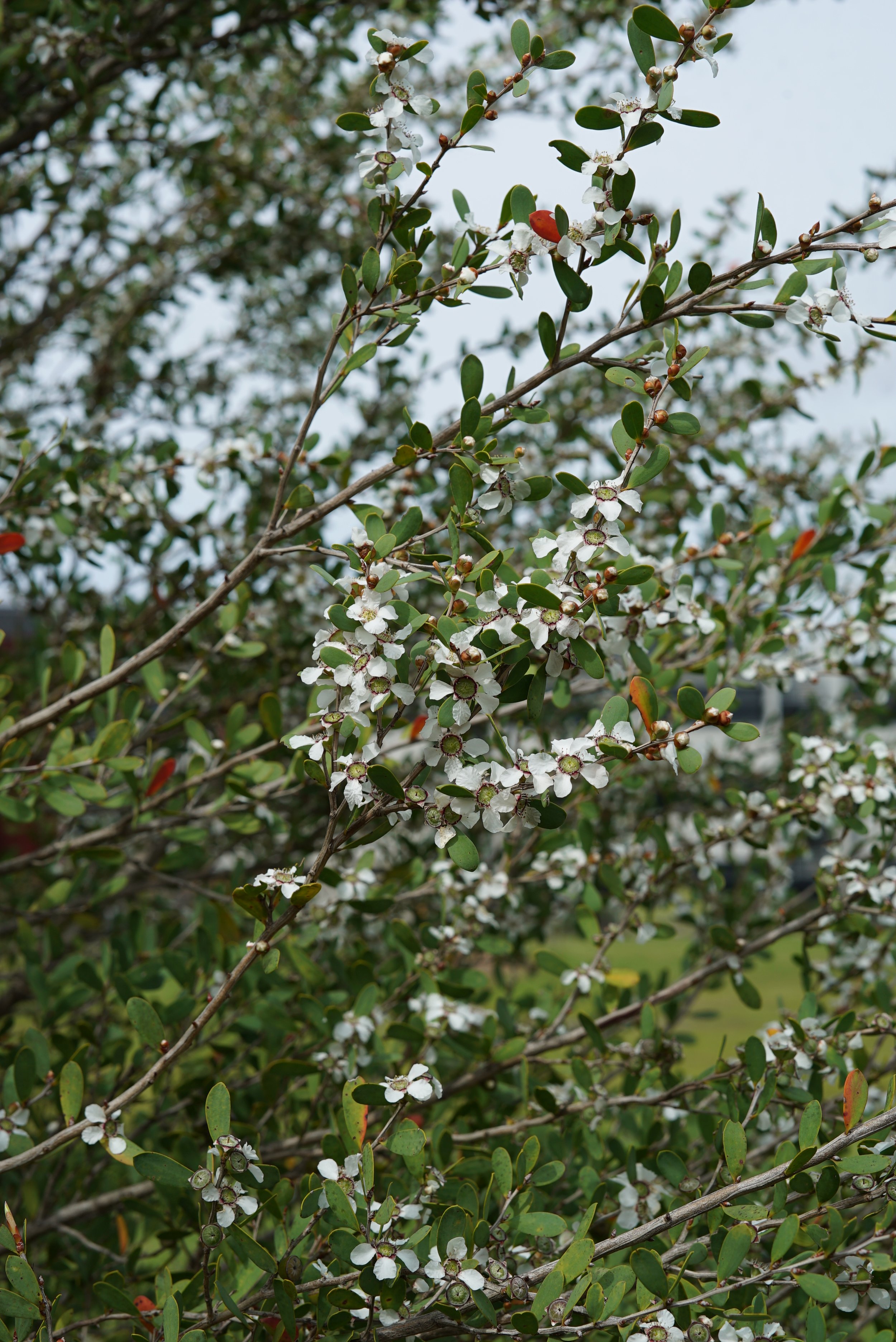 Leptospermum laevigatum.JPG