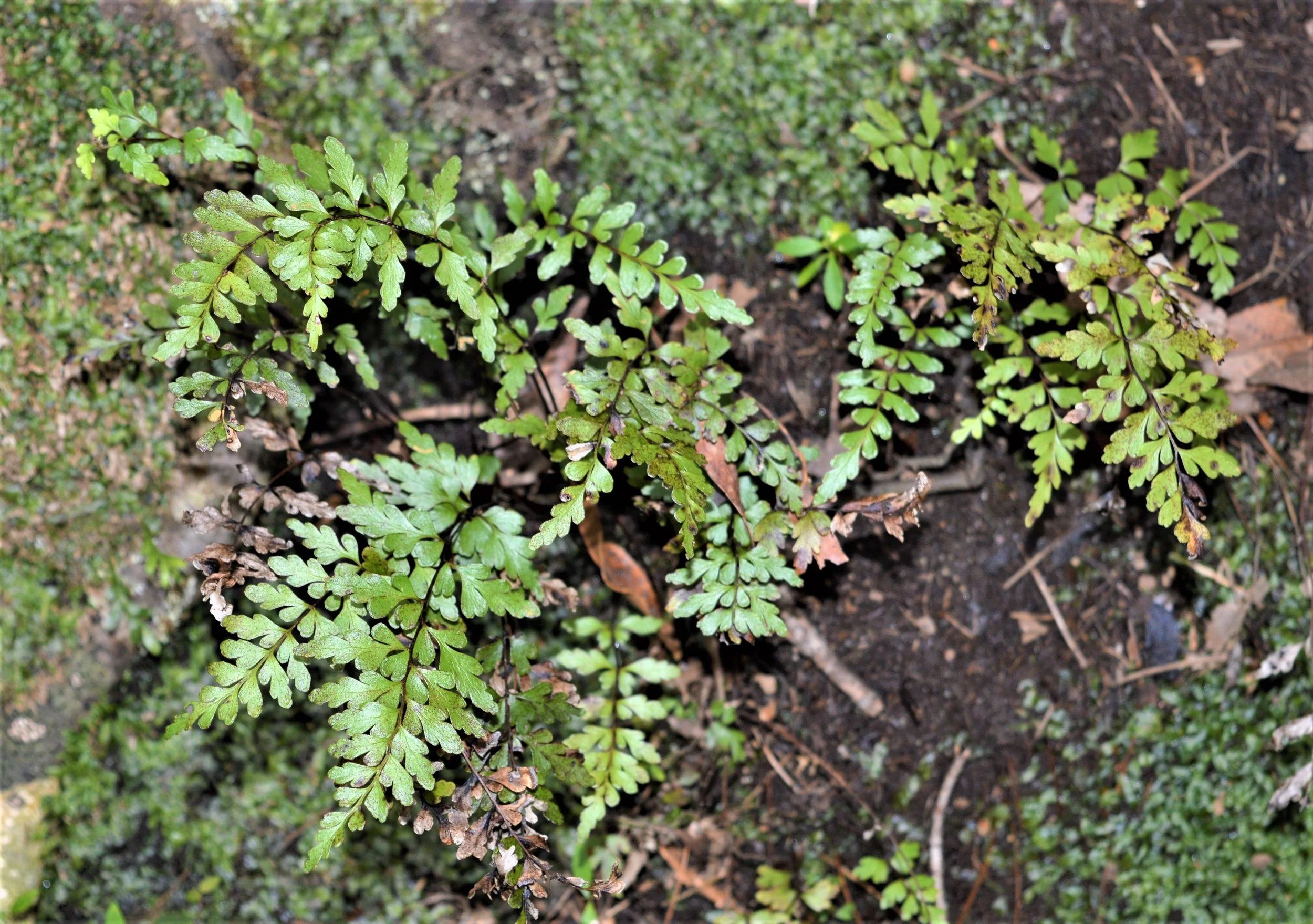 Lindsaea trichomanoides Image: Dr Kevin Mills