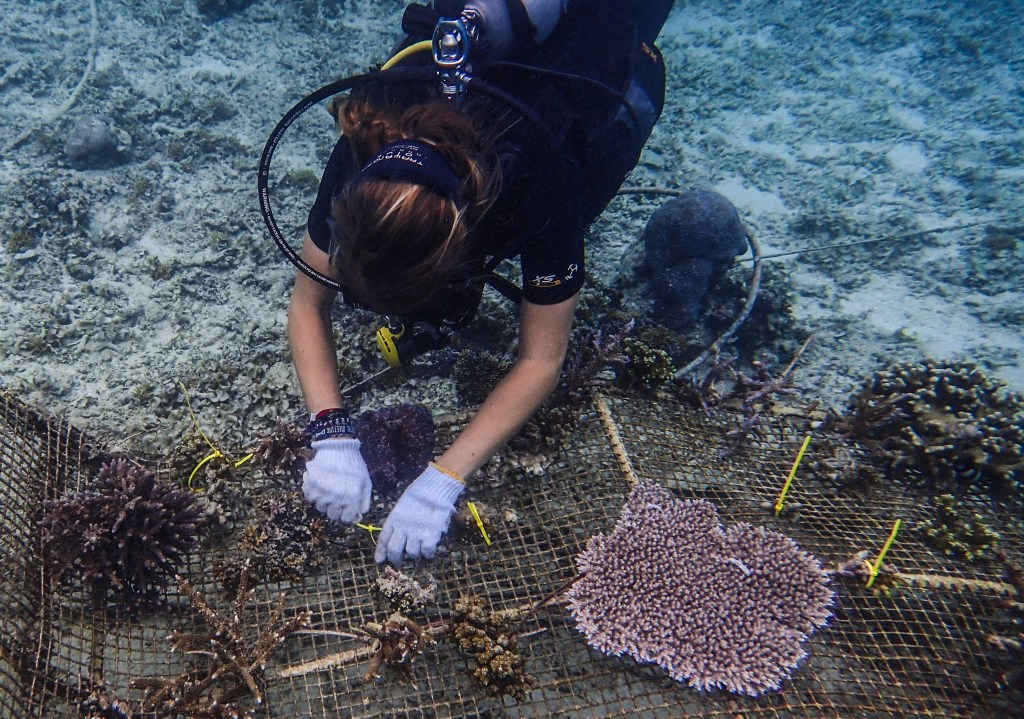 gt-bio-17.jpg coral gardening