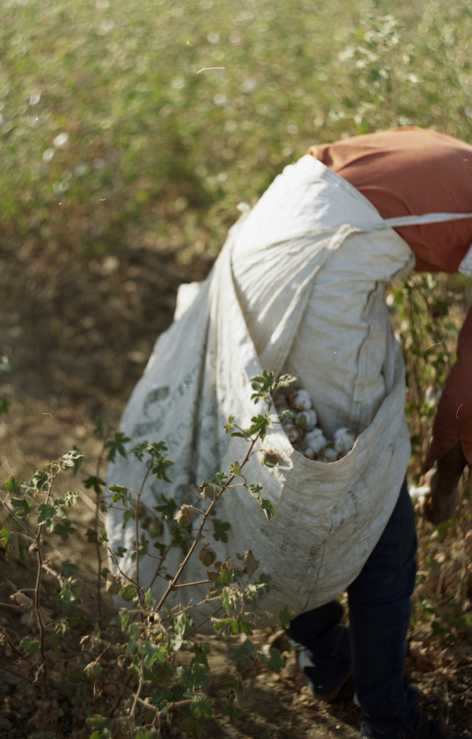 Cotton Picker-1.jpg