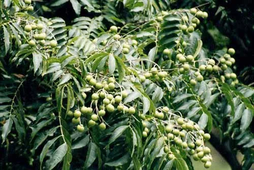 The Story of our Ecru Collection