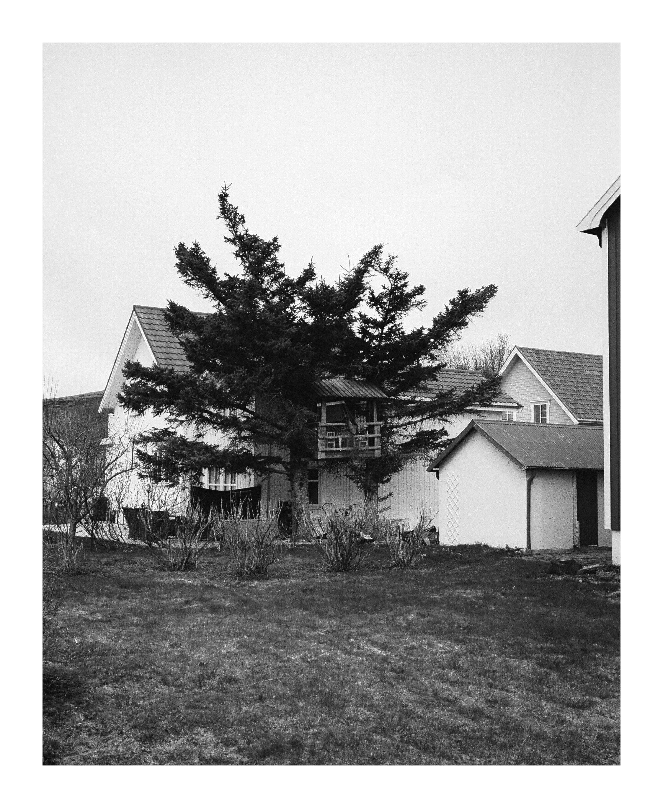 tree house.jpg