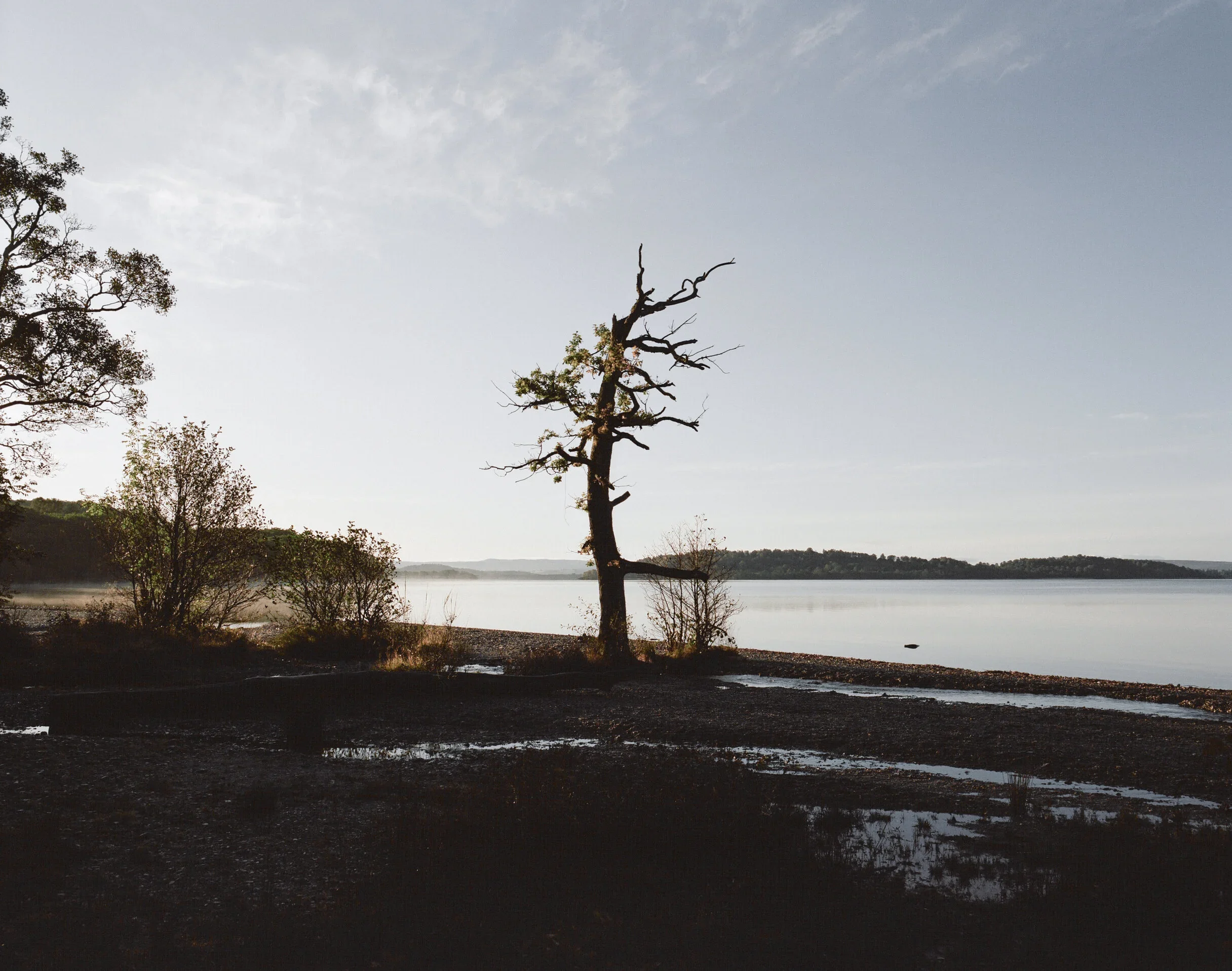 Tree_IsleOfSkye.webp
