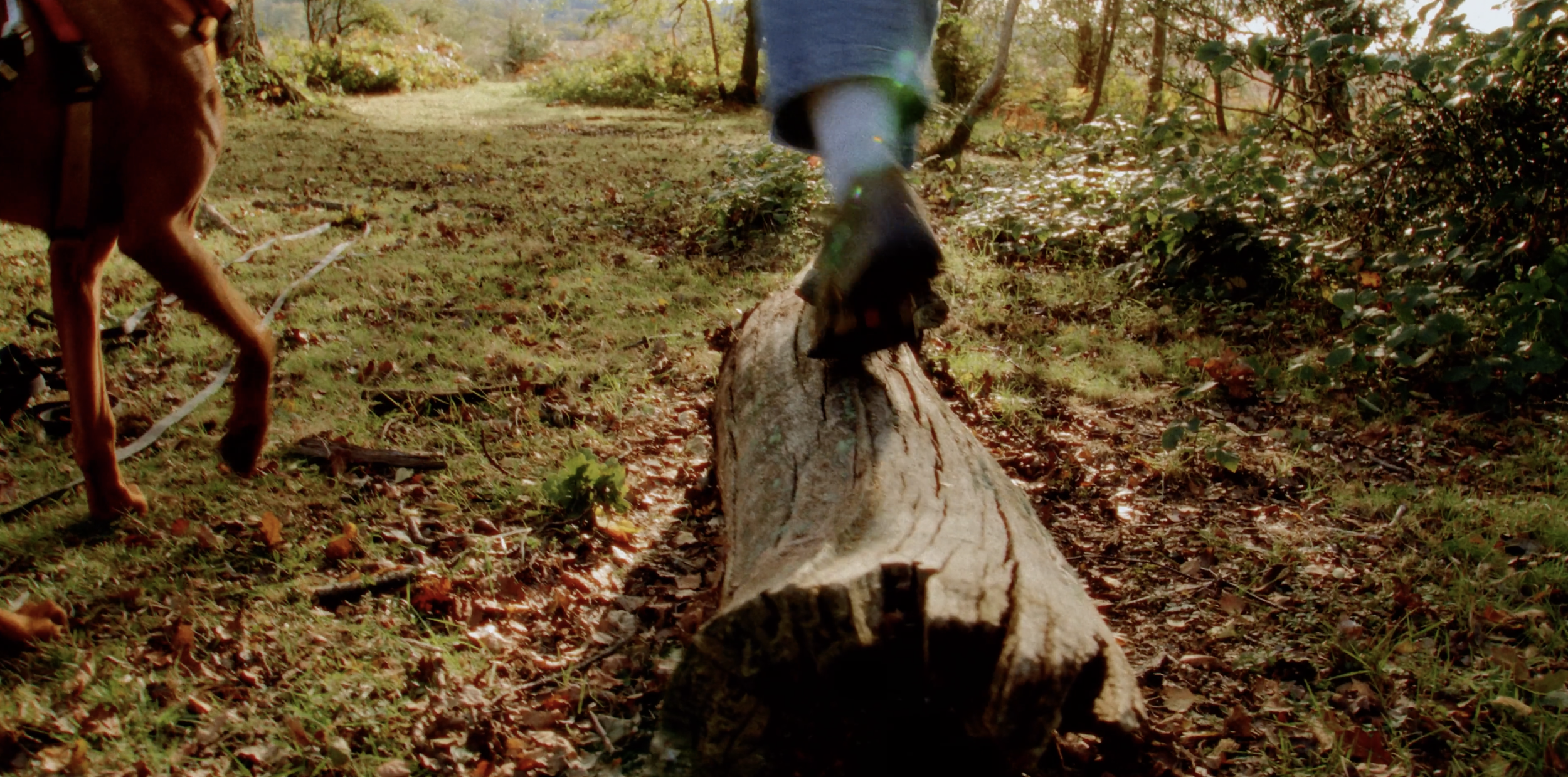 A person walking on a forest trail with a dog, chopping a fallen tree log with a hatchet. The forest has green and autumn-colored leaves, and sunlight filters through the trees.