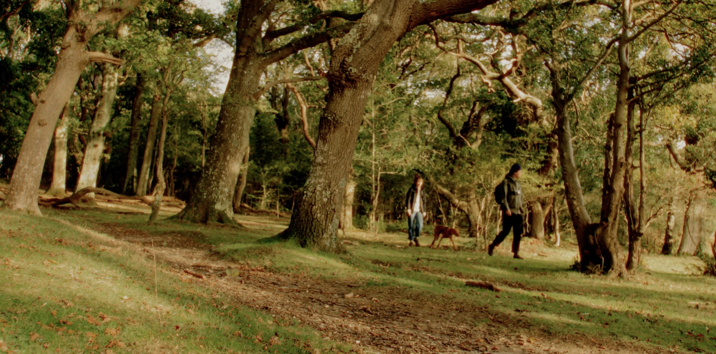 Two women and two dogs walking through a wooded park with large trees and a dirt path during the daytime.