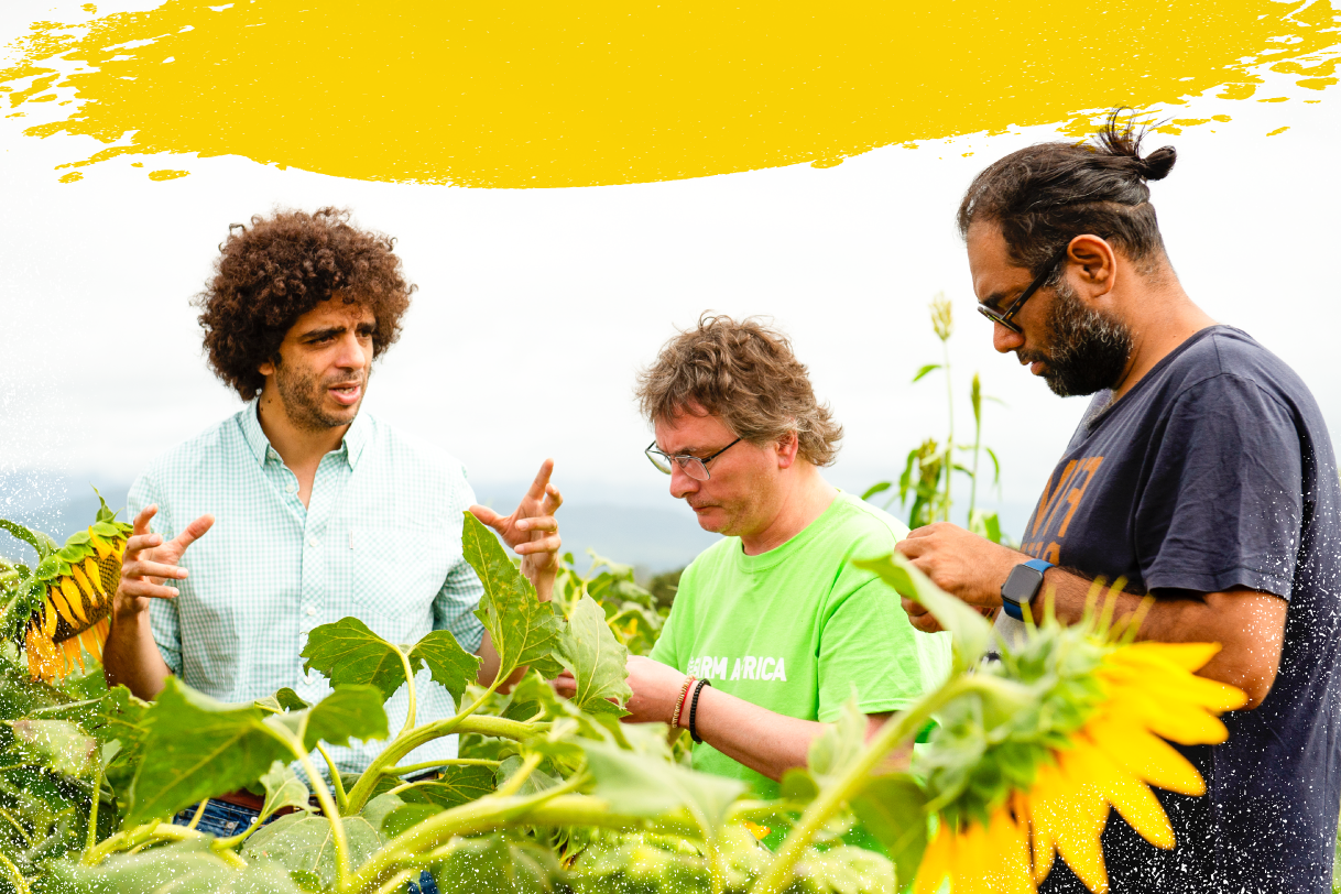 Gaggan-and-Andoni-sunflowers-yellow-one-stripe.png