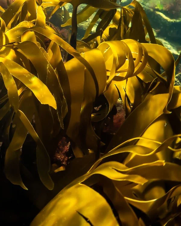 Proud to be a member of the Marine Conservation Society

Video and Photo Production
Urban, Rural, UK, Worldwide

Kelp---Credit-Alison-Moore
https://www.mcsuk.org

#photoproduction #videoproduction #productioncompany #serviceproduction #ukproductionco