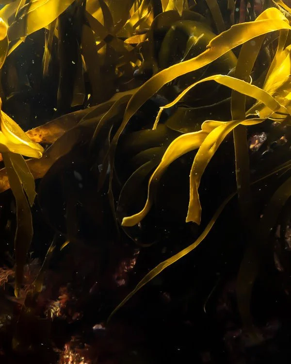 Proud to be a member of the Marine Conservation Society

Video and Photo Production
Urban, Rural, UK, Worldwide

Kelp---Credit-Alison-Moore
https://www.mcsuk.org

#photoproduction #videoproduction #productioncompany #serviceproduction #ukproductionco