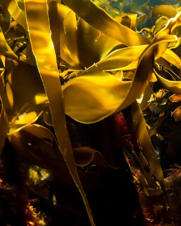 Proud to be a member of the Marine Conservation Society

Video and Photo Production
Urban, Rural, UK, Worldwide

Kelp---Credit-Alison-Moore
https://www.mcsuk.org

#photoproduction #videoproduction #productioncompany #serviceproduction #ukproductionco