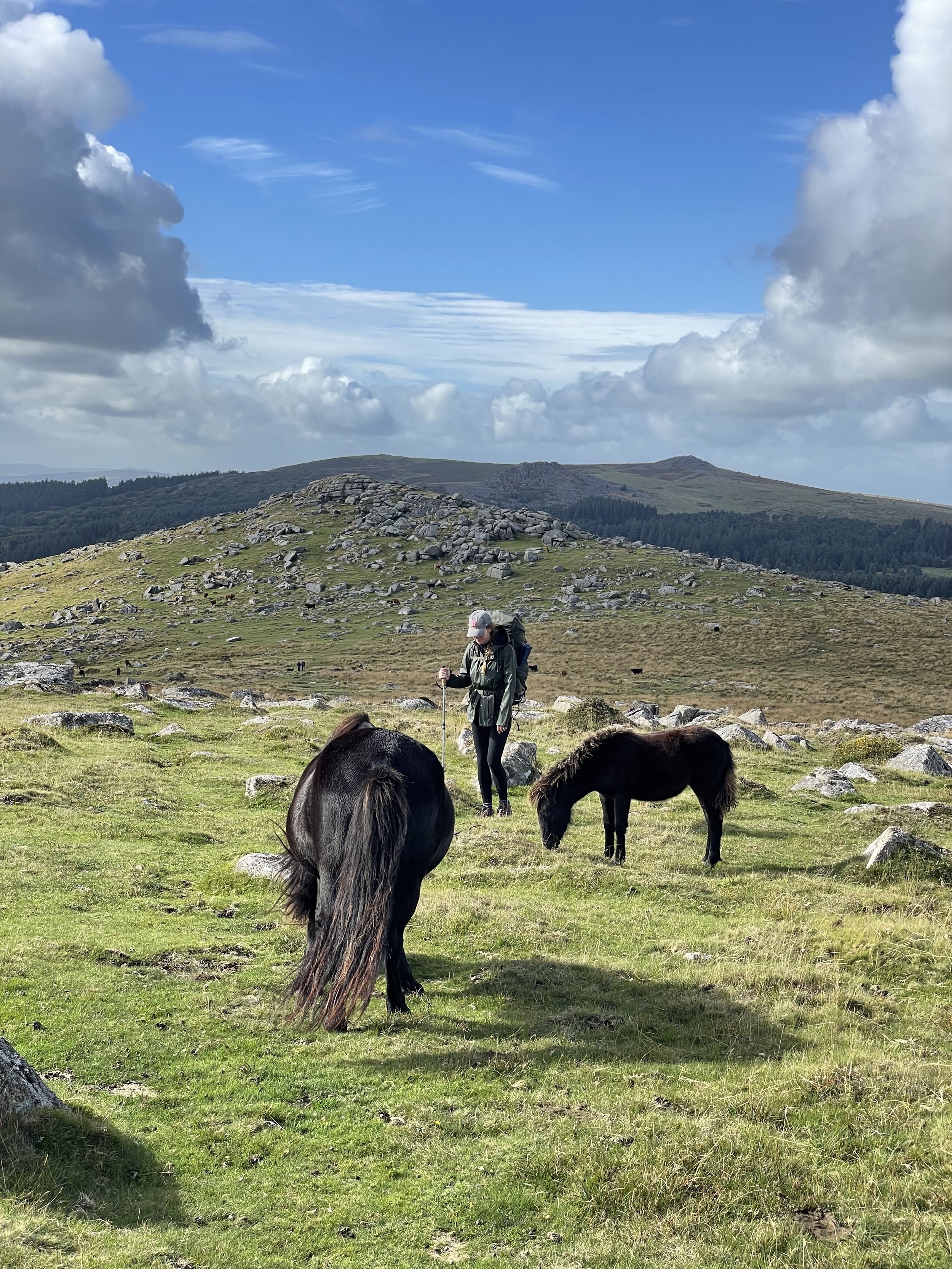 wandering wild uk