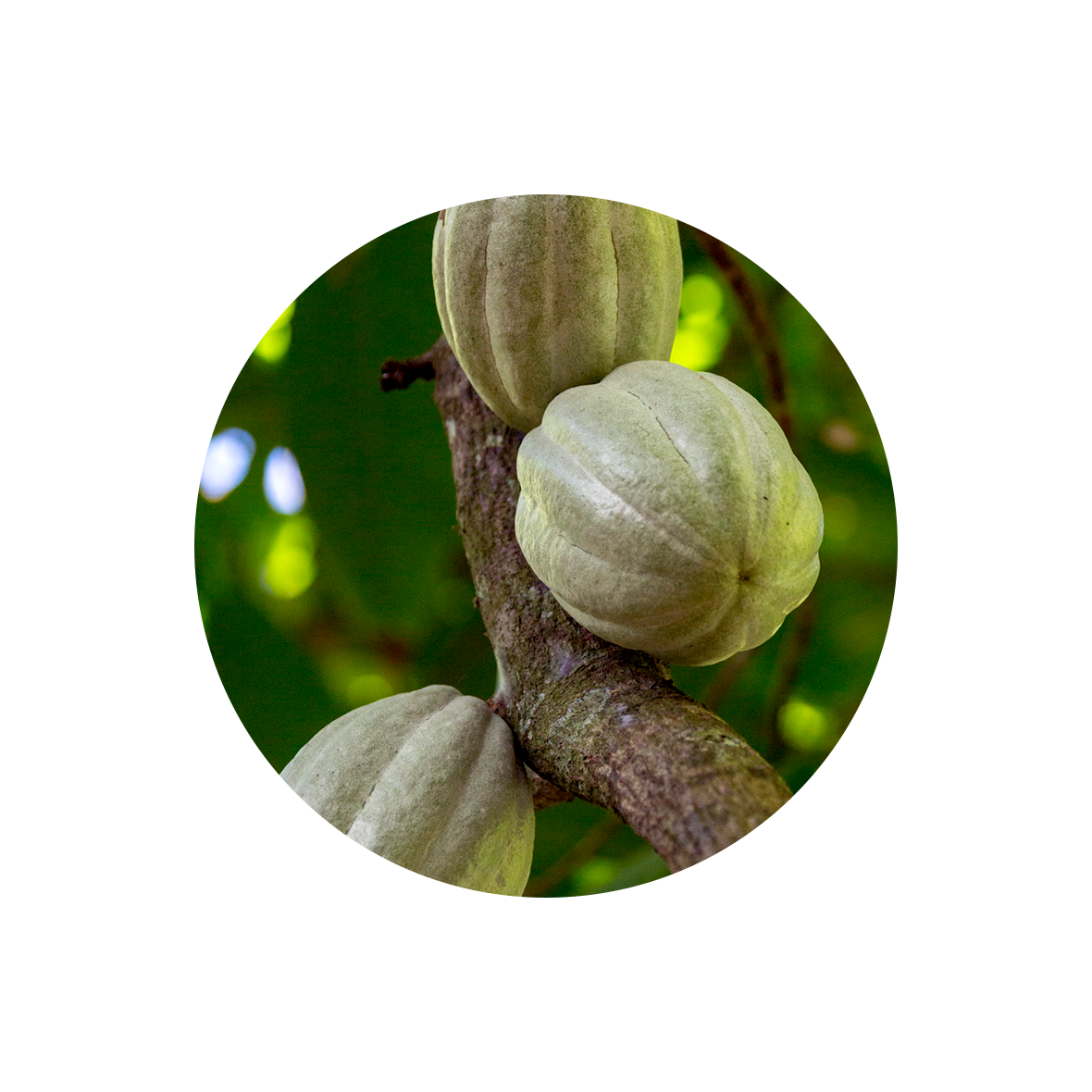 Cocoa Pod.png