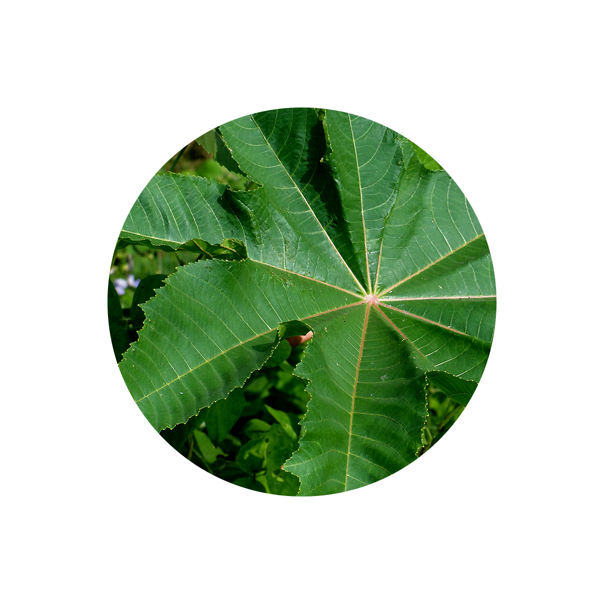 Castor Leaf.png