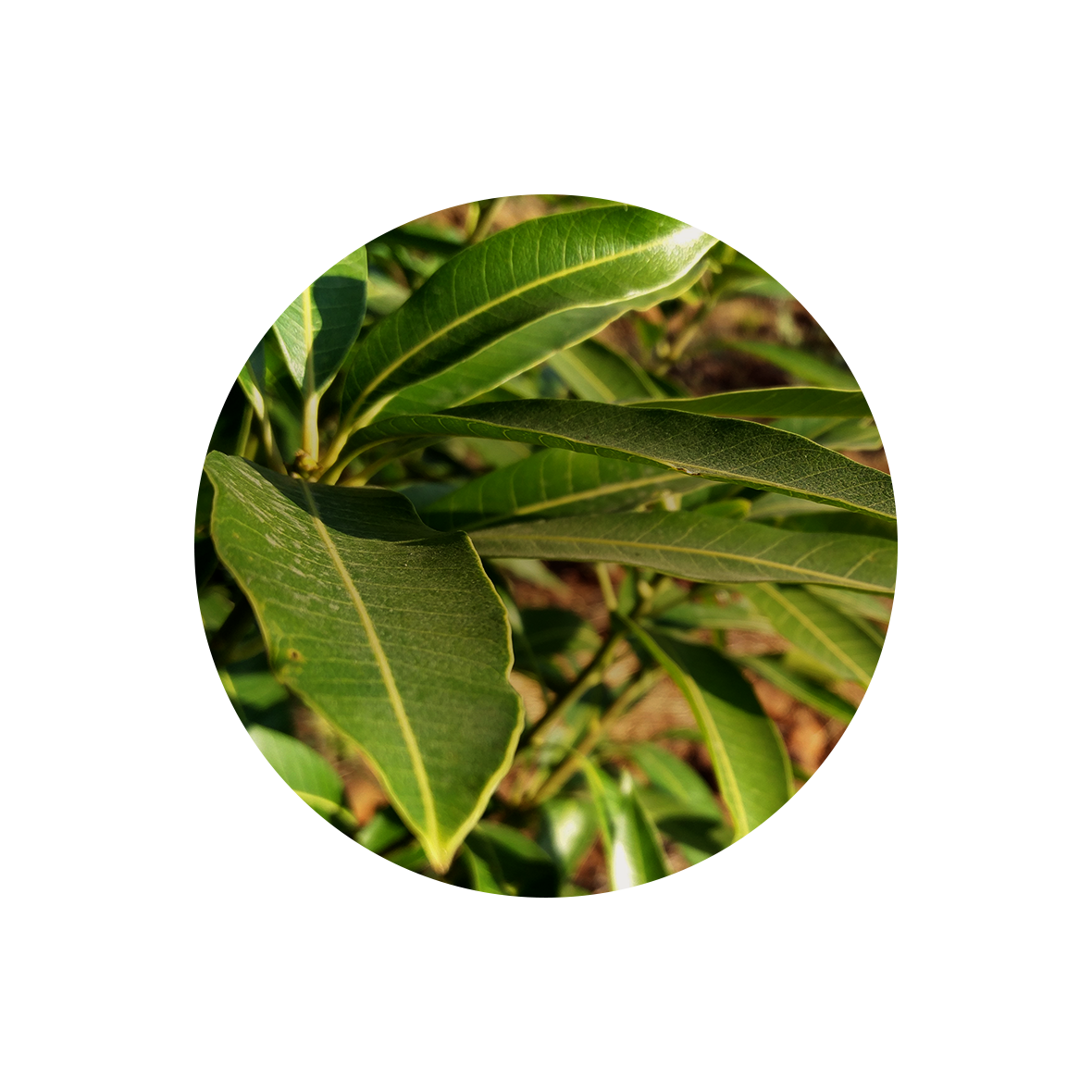 Leaf.png