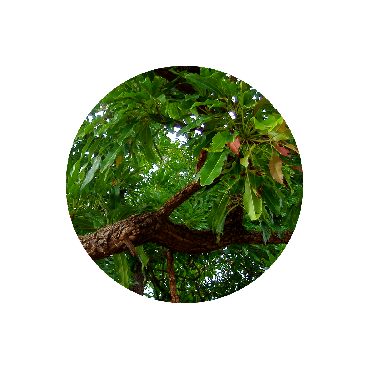 Tree.png