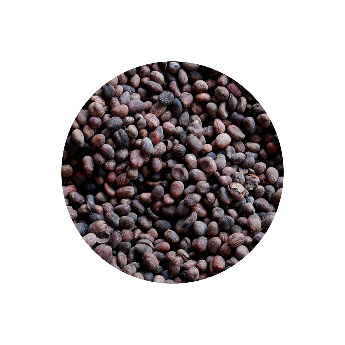 Shea Nuts.png