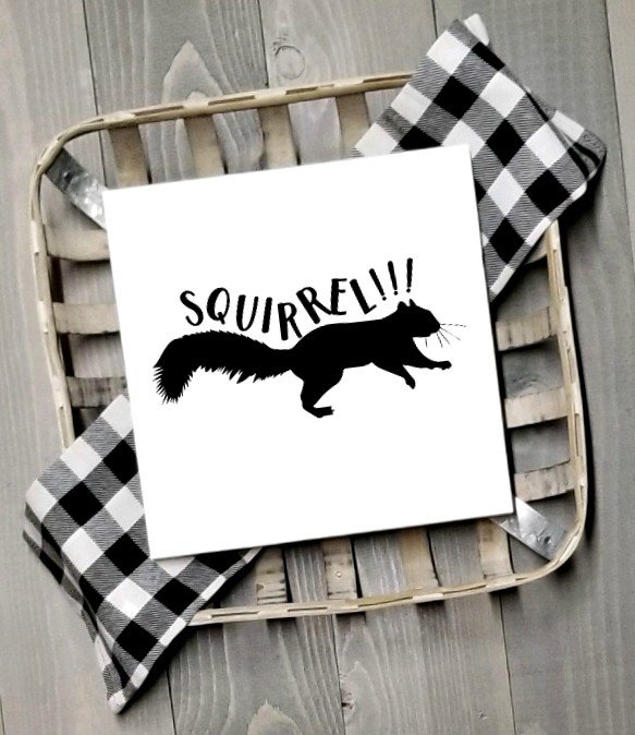 NLCV Squirrel!!!