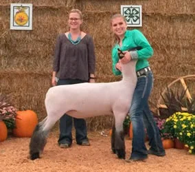 Grand Champion Northwest Ohio Premier Lamb Show Raised by Beck Family Shown by Kendall Sattler Sired by Grizz