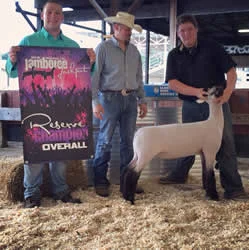 Reserve Grand Champion Market Lamb Jamboree Jackpot Shown by Nick Gardner Raised by Beatty's Club Lambs Sired by Grizz