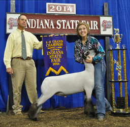 Grand Champion Market Lamb Indiana State Fair Shown by Alex Raute Raised by Wheaton Hampshires Sired by Grizz