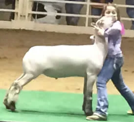 Champion White Face Cross National Western Stock Show Shown by Bailee Amstutz Raised by Dee Brothers LLC Sired by Diamond Eyes