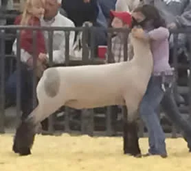 3rd Place - Class 13 Crossbred National Western Stock Show Shown by Bailee Amstutz Raised by Stewart Show Lambs Sired by Grizz
