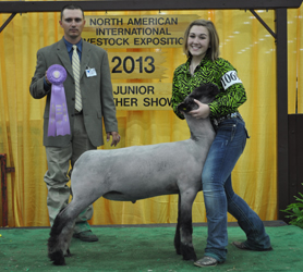 Reserve Champion Natural N.A.I.L.E. Show by Alex Raute Raised by Dee Brothers LLC Sired by Diamond Eyes