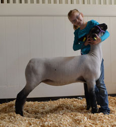 Champion Commercial Ewe Indiana Sheep Expo - Show A & C Shown by Kelby Roberts Raised by MP/Nickle Diamond Eyes x Miss Dee (Direct Hit x Recruit)